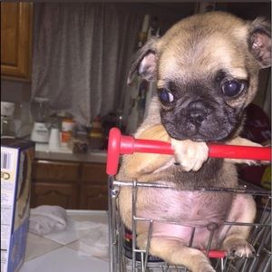 Meet your Posher, Adam